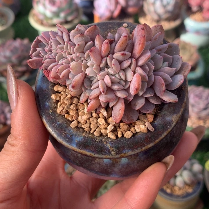 带盆     正版海棠花缀