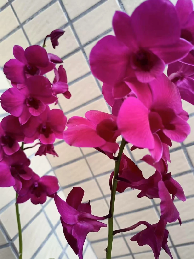 【红猫】红色爆花好养花期长秋石斛鲜花绿植适合办公室阳台