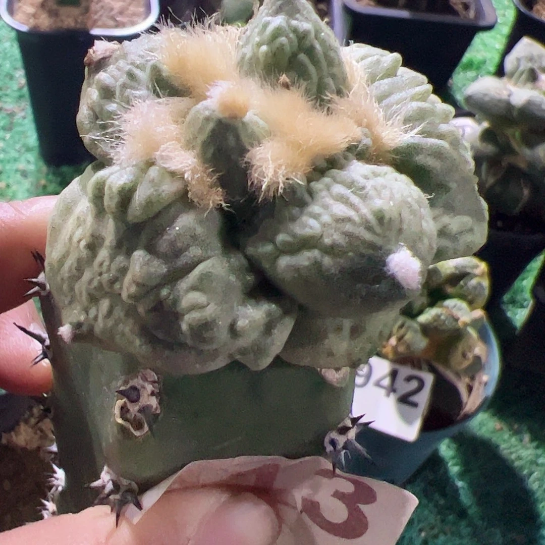 无花朵福利大尤怒涛牡丹413