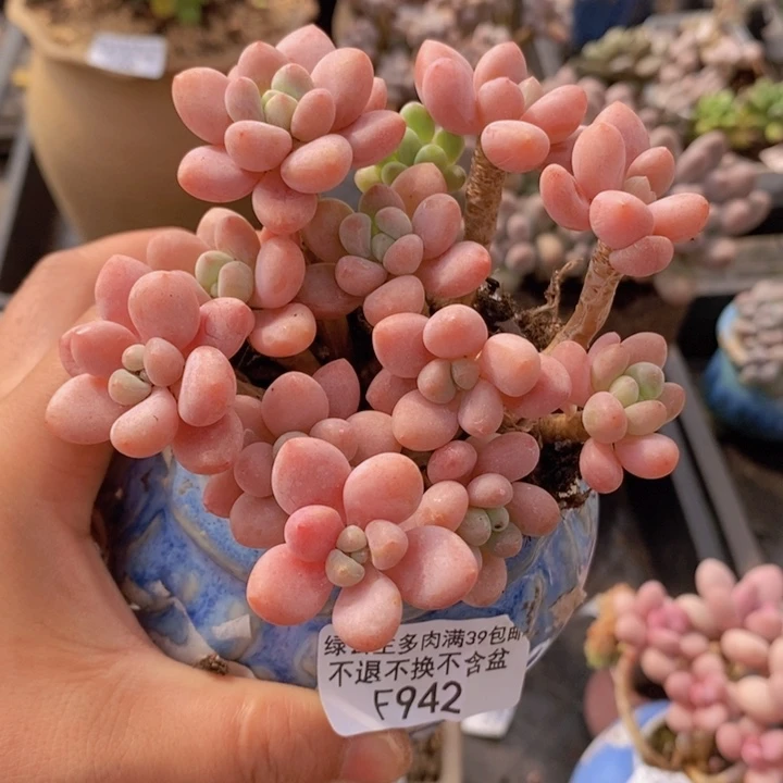 鱼子酱老桩有砍10cm942多肉植物