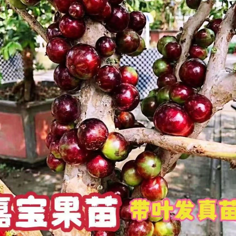 四季艾斯卡嘉宝果树果苗树葡萄苗果树庭院耐寒南北方种植盆栽