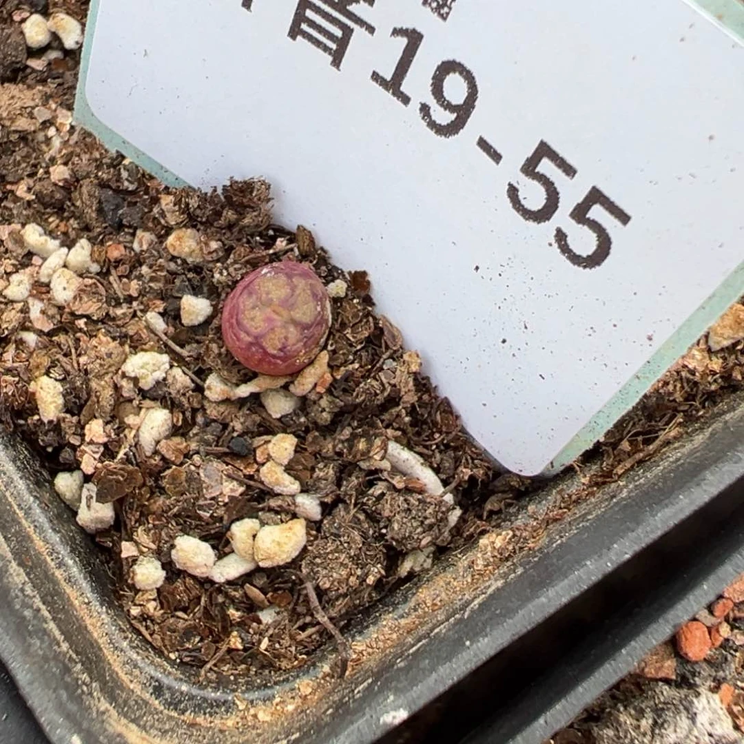 ?****?19-55肉锥多肉植物，