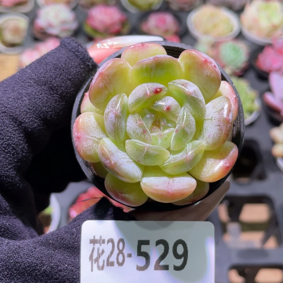 花利美28-529白色恋人