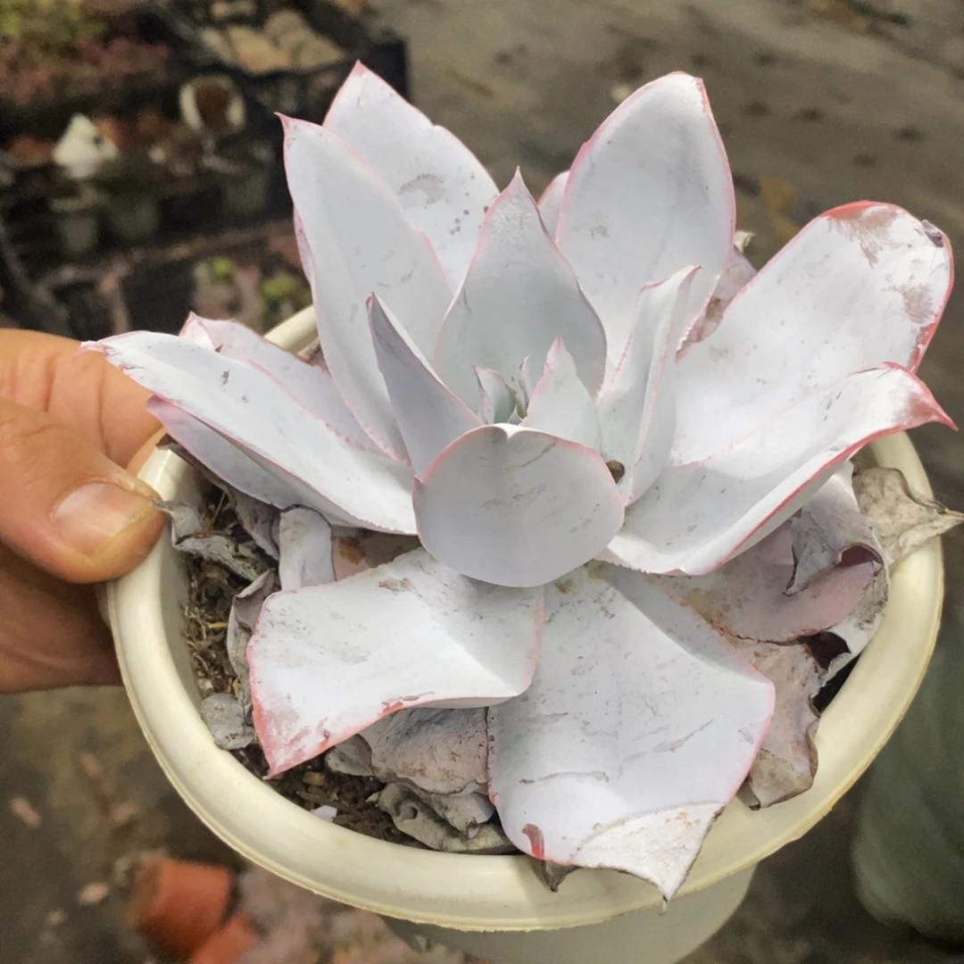 广寒宫大单头老桩