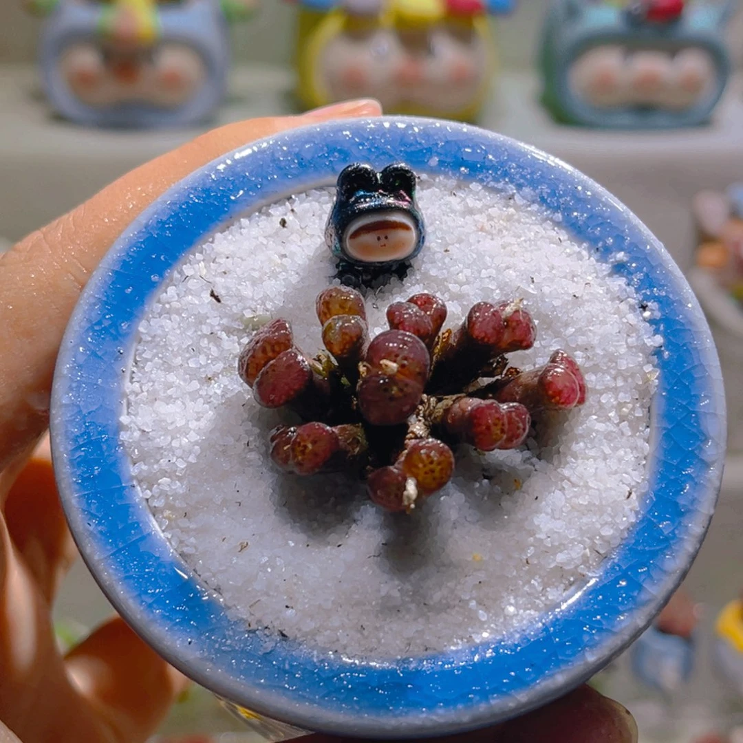 038熊猫勋章带盆土一套88