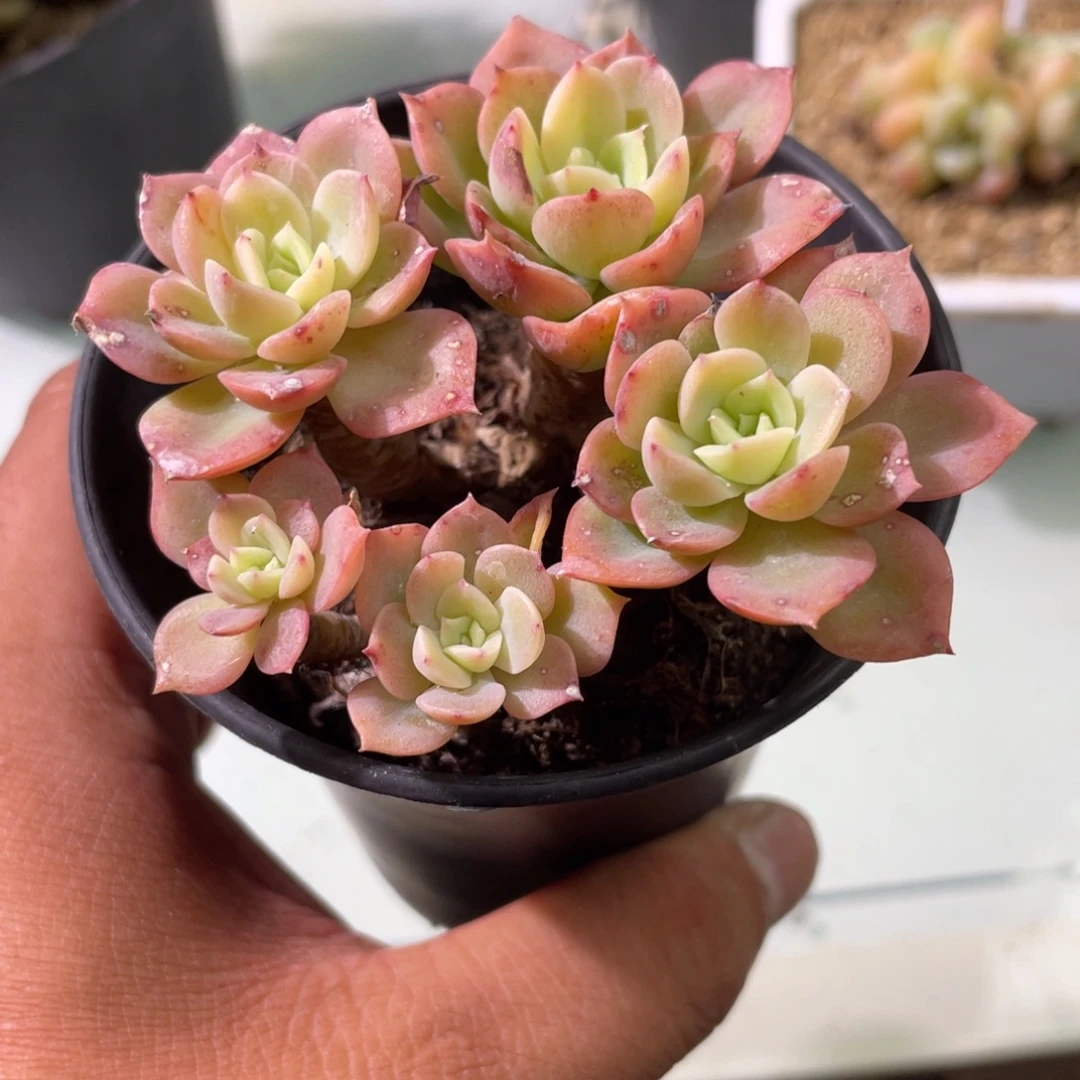 1023  哈密瓜  六月六