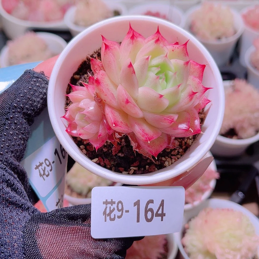 花利美9-164麦秆
