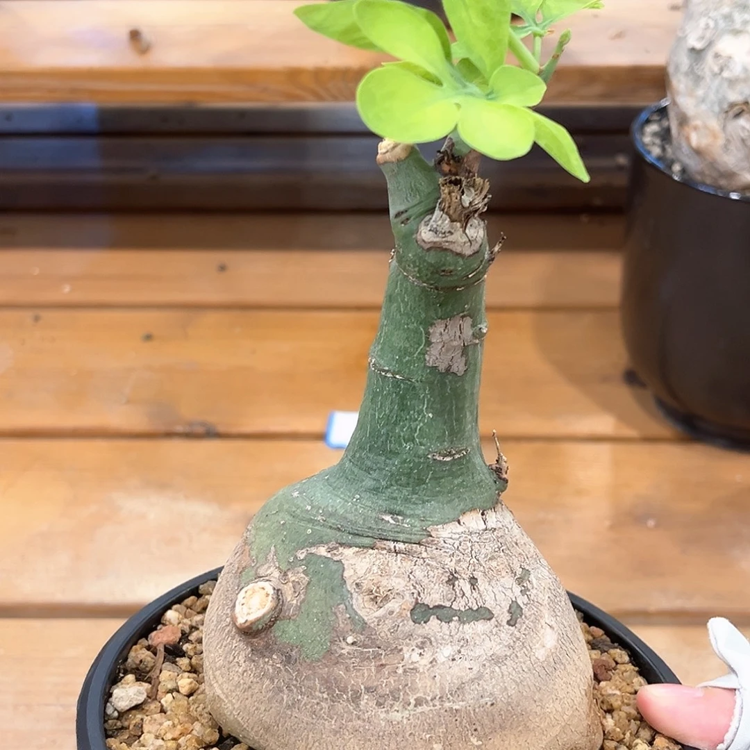 潮流植物 幻蝶蔓9.4公分
