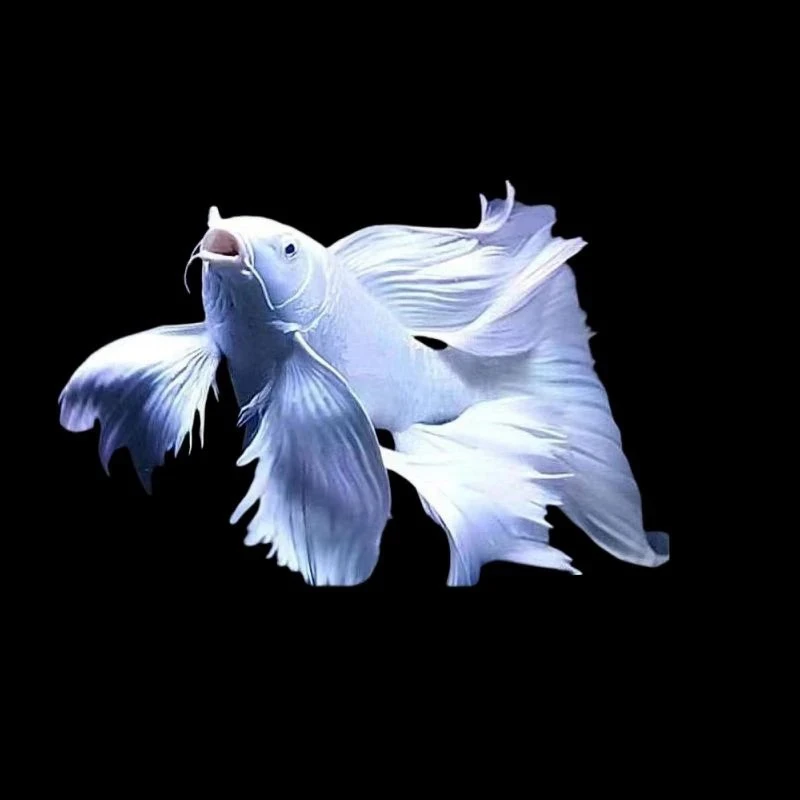 18-20短身白色大旗大尾包邮室内养殖耐活好养