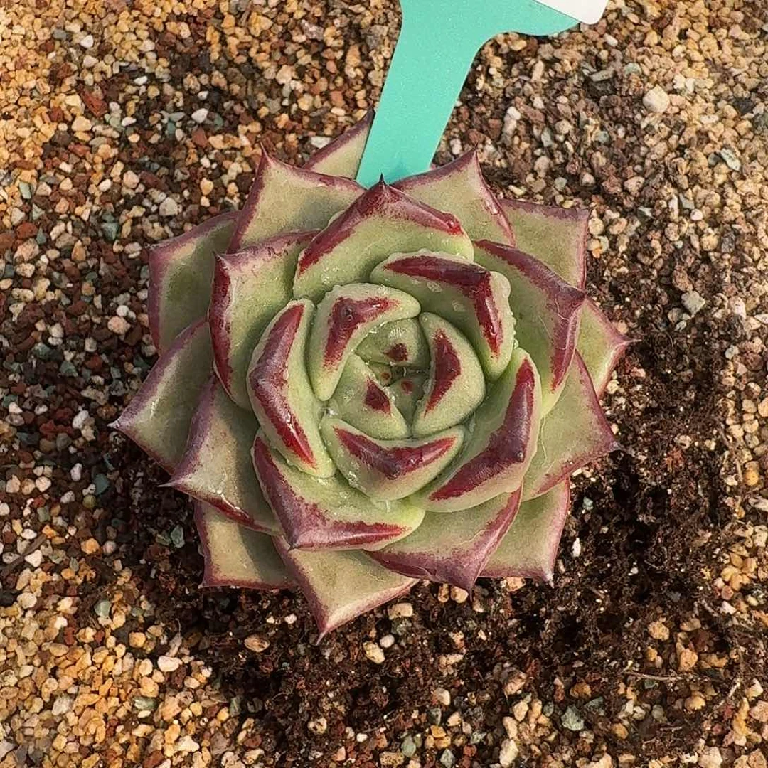 从前慢花园多肉0130-64