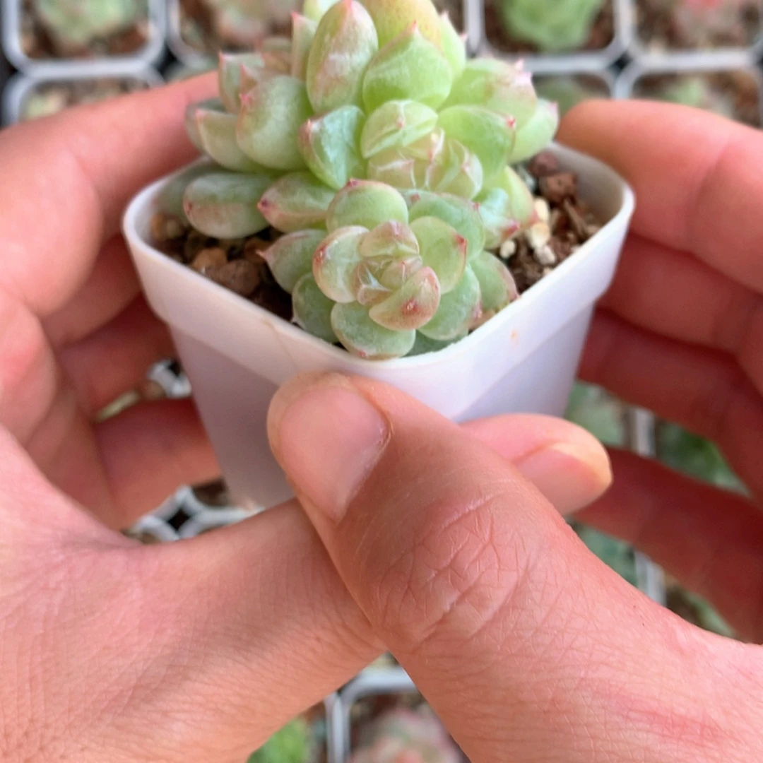 4头白色心。      16号