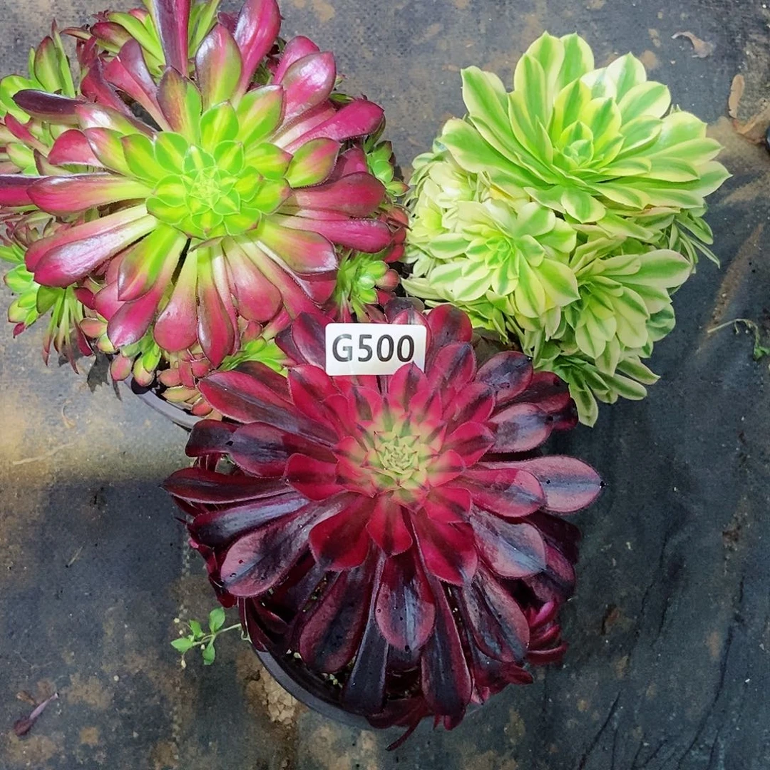 红陶香****板500套餐3颗3多肉