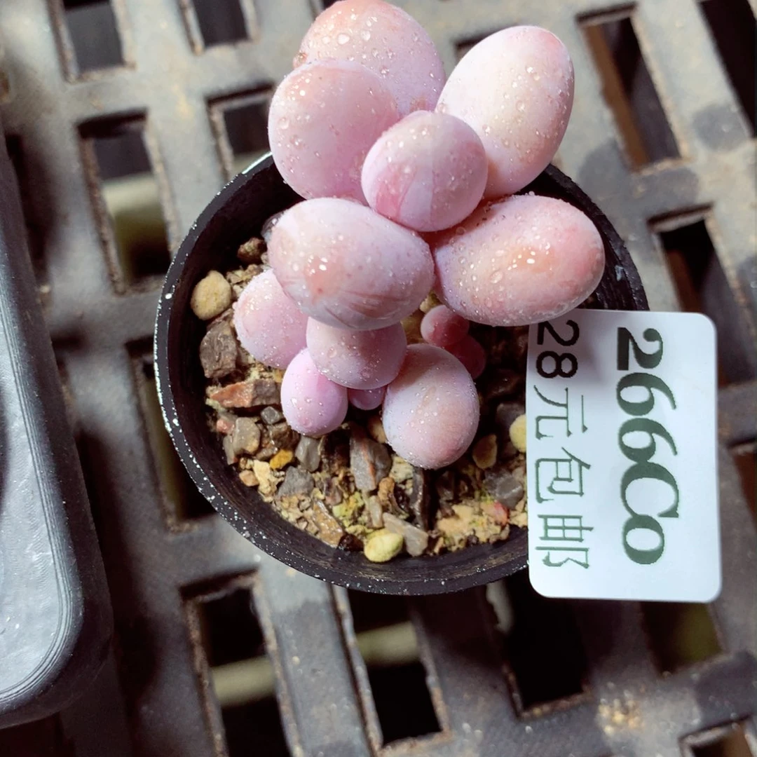 5厘米盆精控多肉266