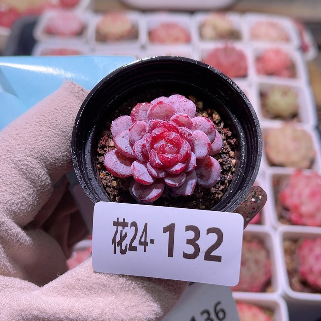 花利美24-132血钻