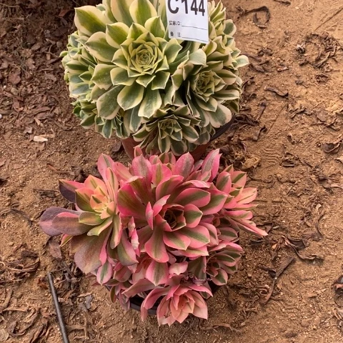 144两颗法师断枝不包