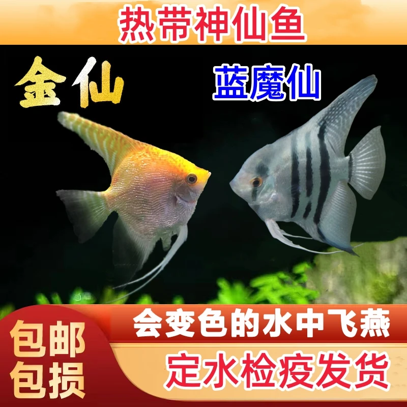 热带观赏鱼神仙鱼燕子鱼蓝魔神仙活体金头神仙鱼水族宠物淡水好养