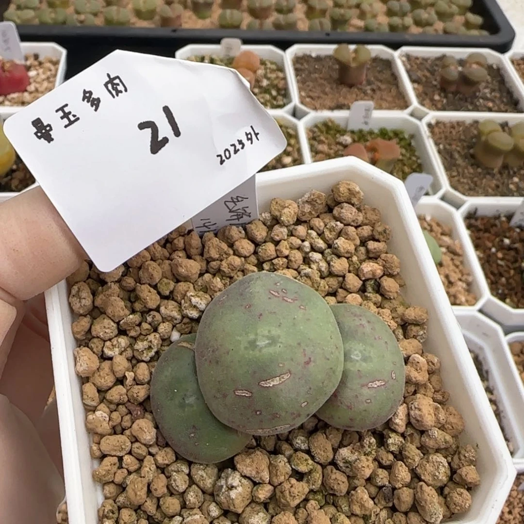 毛**?多肉多肉多肉2025-021