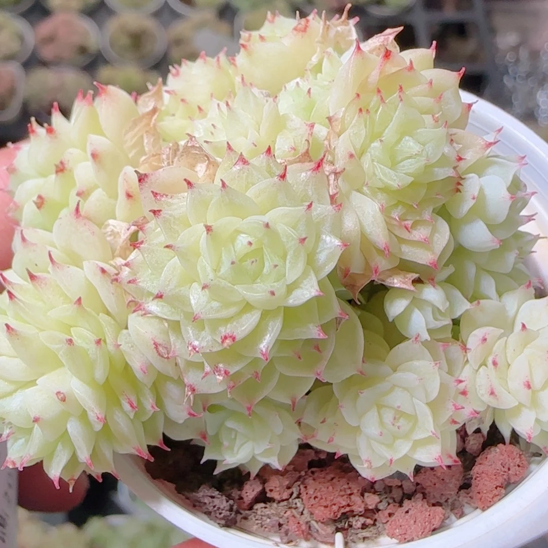 花语逸镜1103-156散