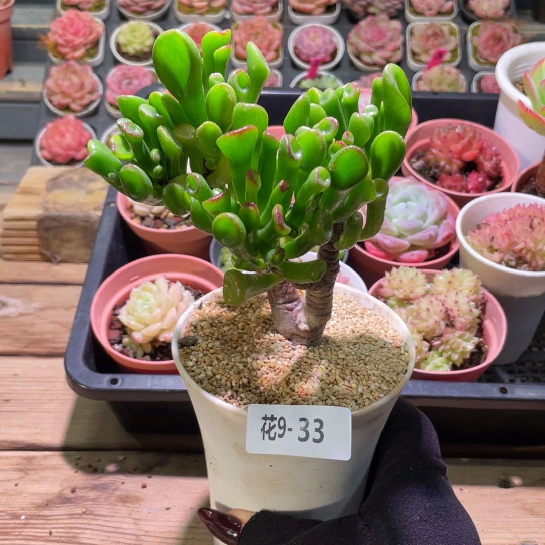 花利美9-33吸财树
