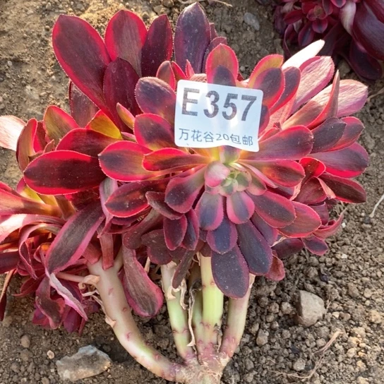 357美杜莎多肉植物