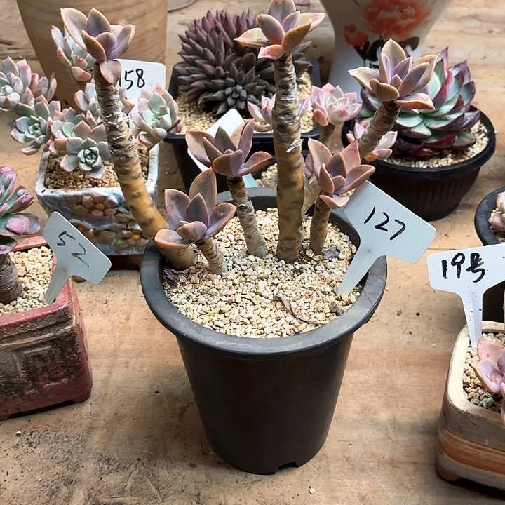 多肉植物，太妃糖127号