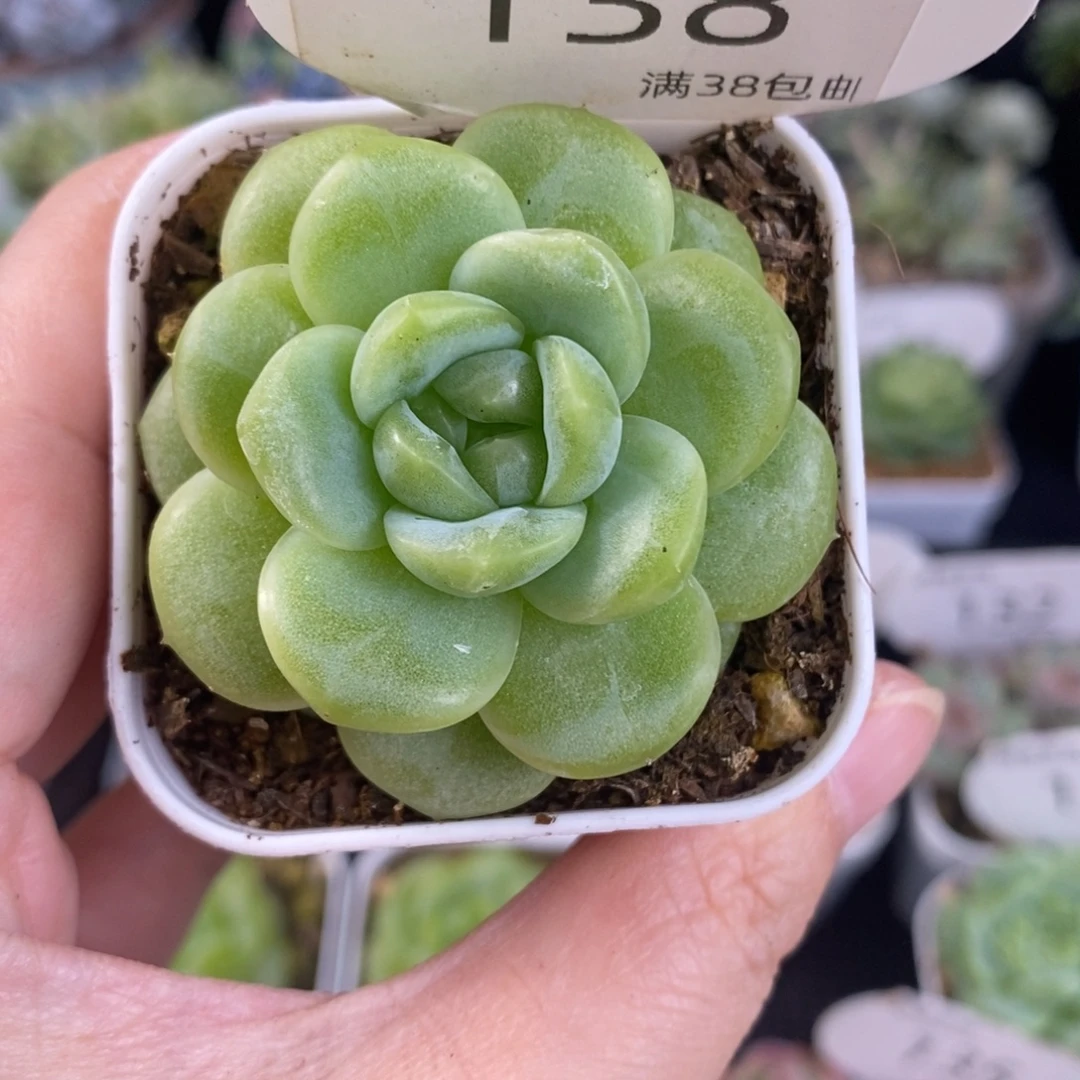 大白遥遥珍妮单头138号