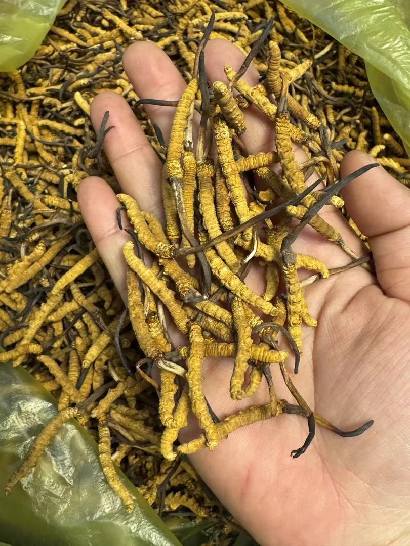 【飞飞精选】西藏那曲比如草 王（1.0） 煲汤汤料 干草