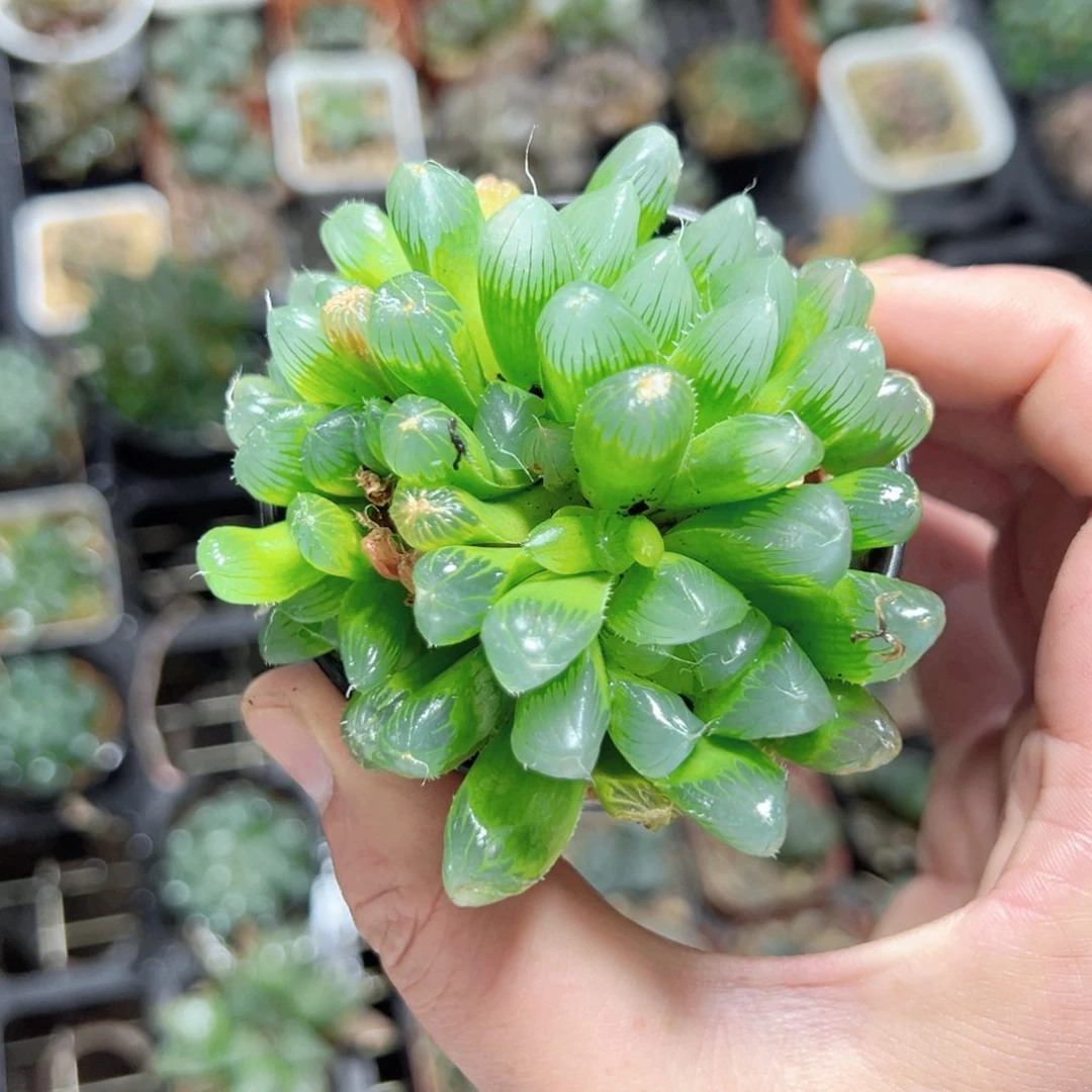 阿****）3093多肉植物一颗