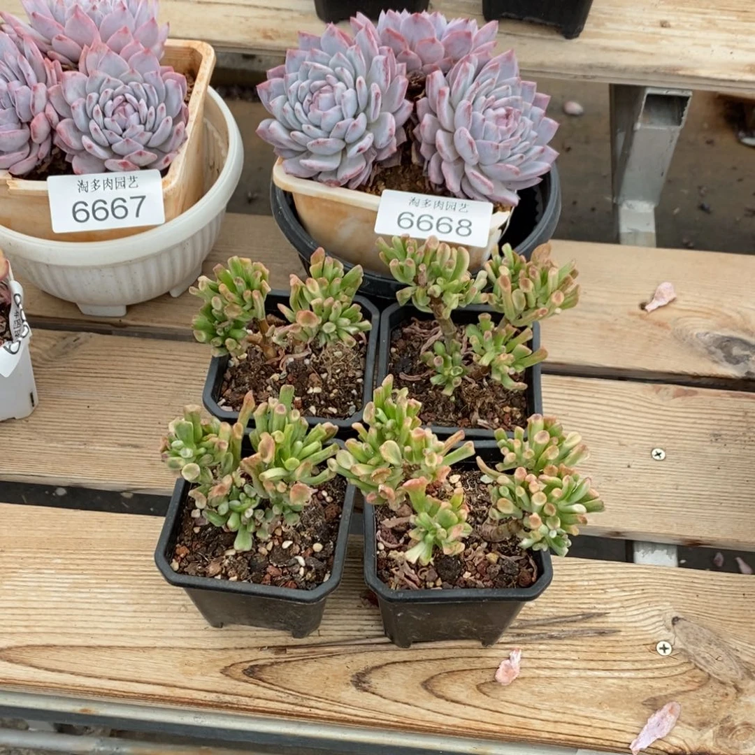 吸财树多肉植物随机一个