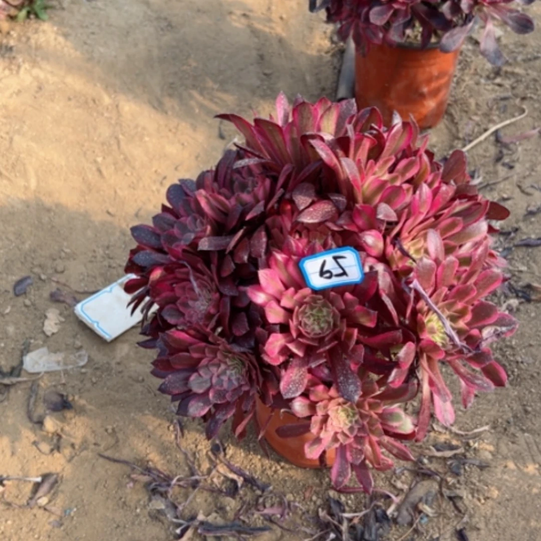 【闪购商品】?*…多肉植物铜壶变异59