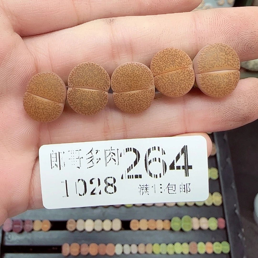 D***满满18包邮1028-264