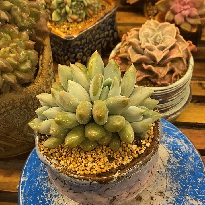 国****多肉植物植物肉肉
