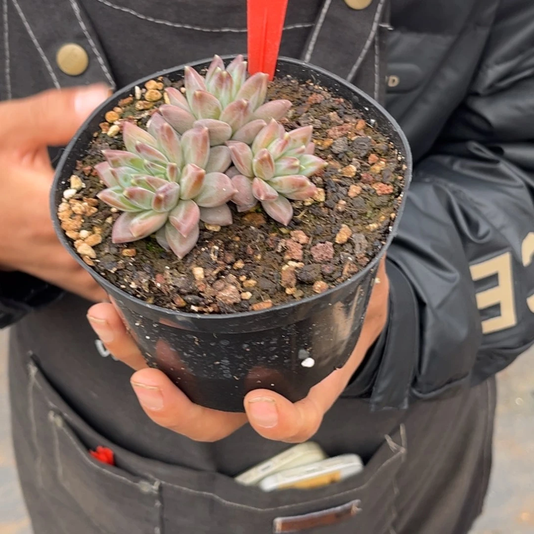 2416号上午多肉植物