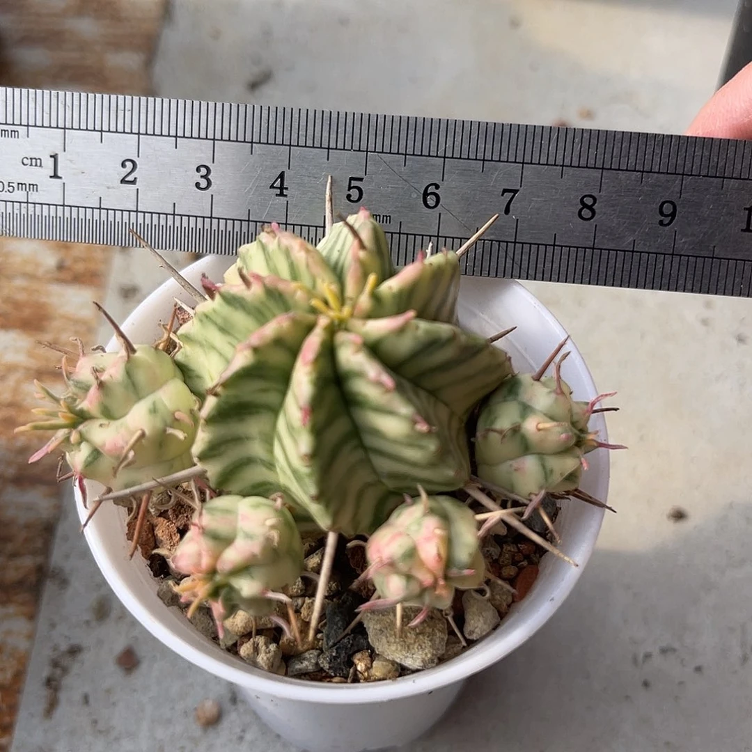 斑马锦仙人球一物一拍