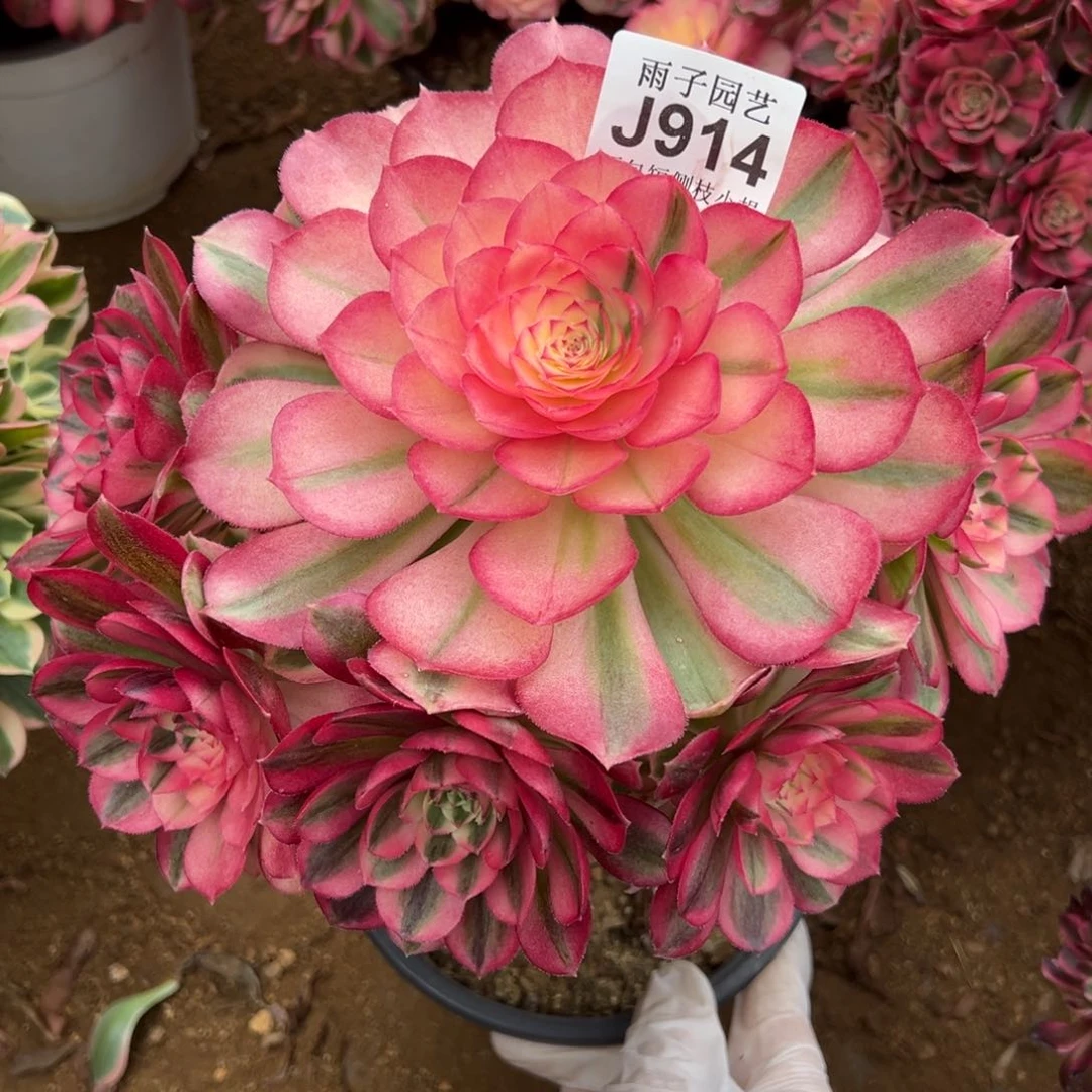 914倾城修枝腰桩特价