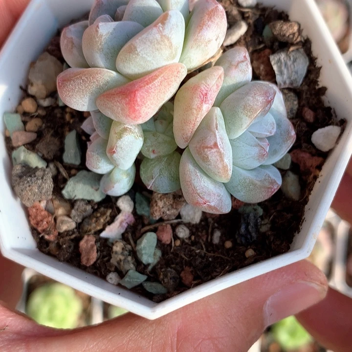 3头带侧芽。        45号