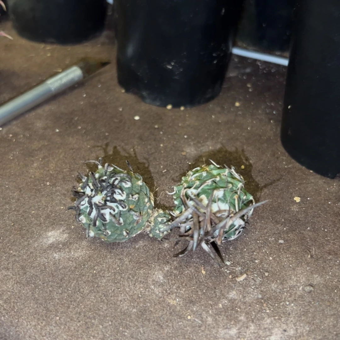 海****d仙人球一物一拍