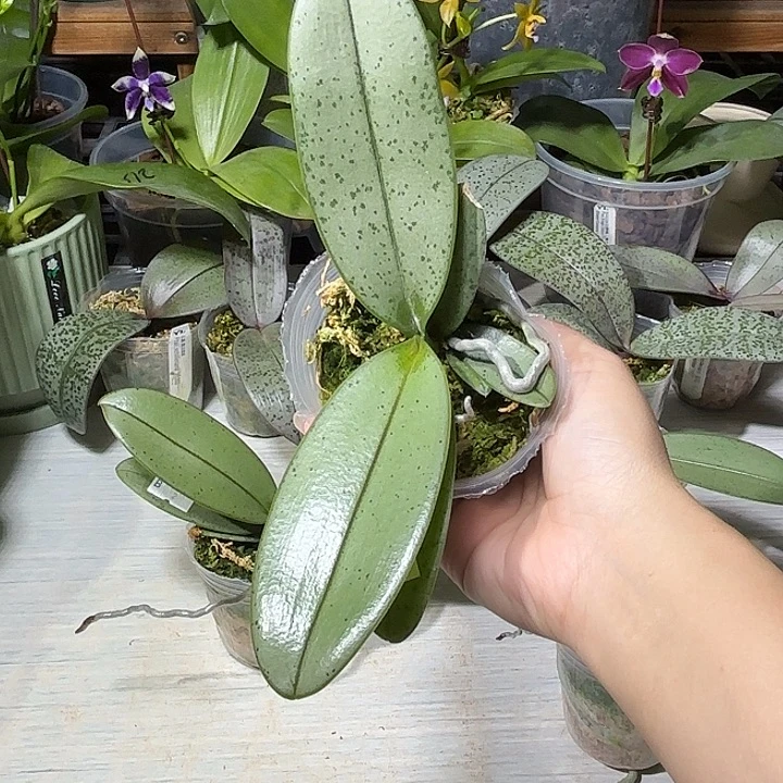 杜***开当前无花栽培后可以开花魅力