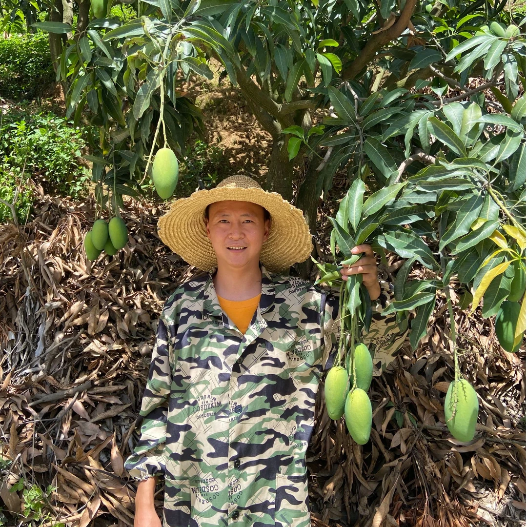 【小张】自然生长、自然成熟，自家种植正宗攀枝花椰香芒果现摘现发