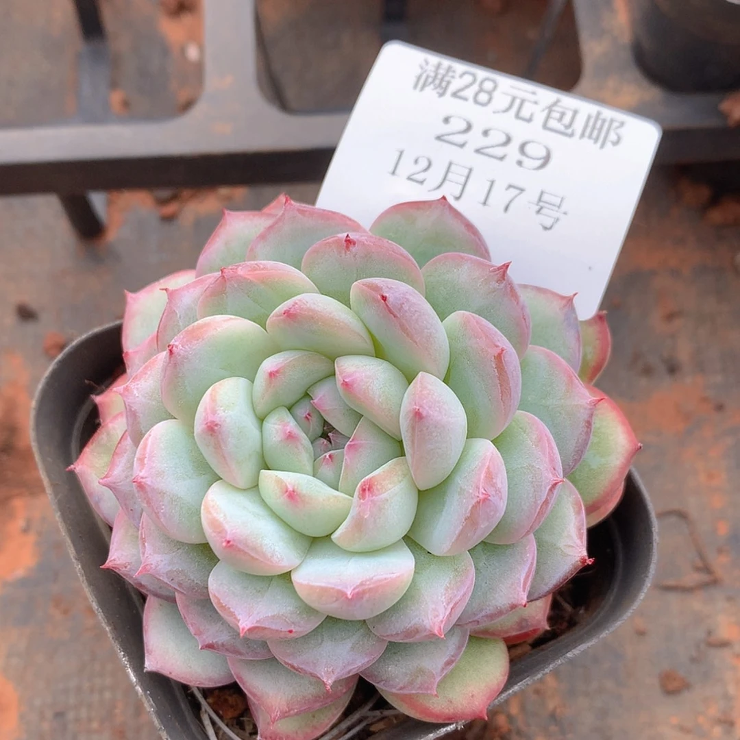 【闪购商品】云229号