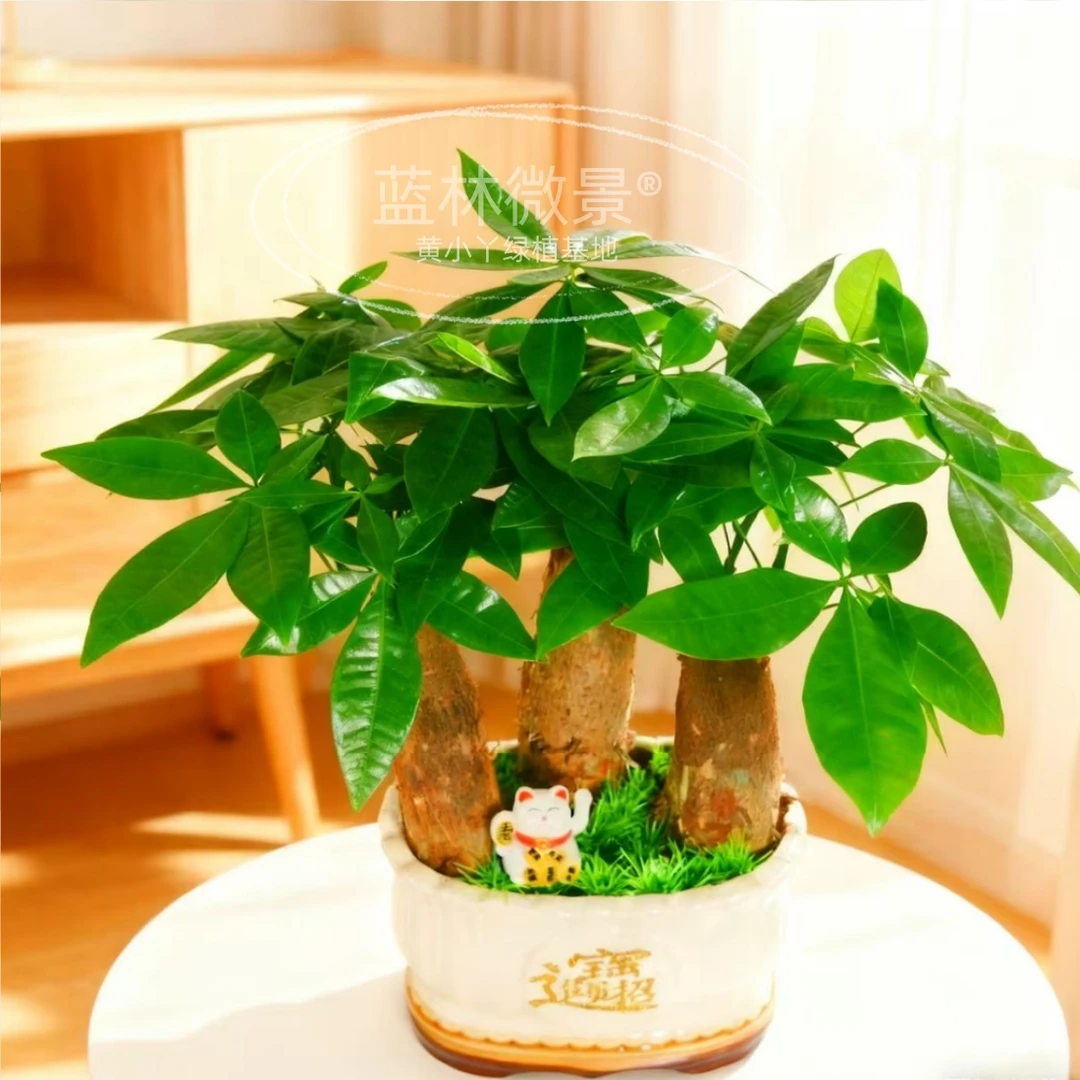 三颗发财树陶瓷盆栽室内桌面小盆景四季常青好养的绿植花卉