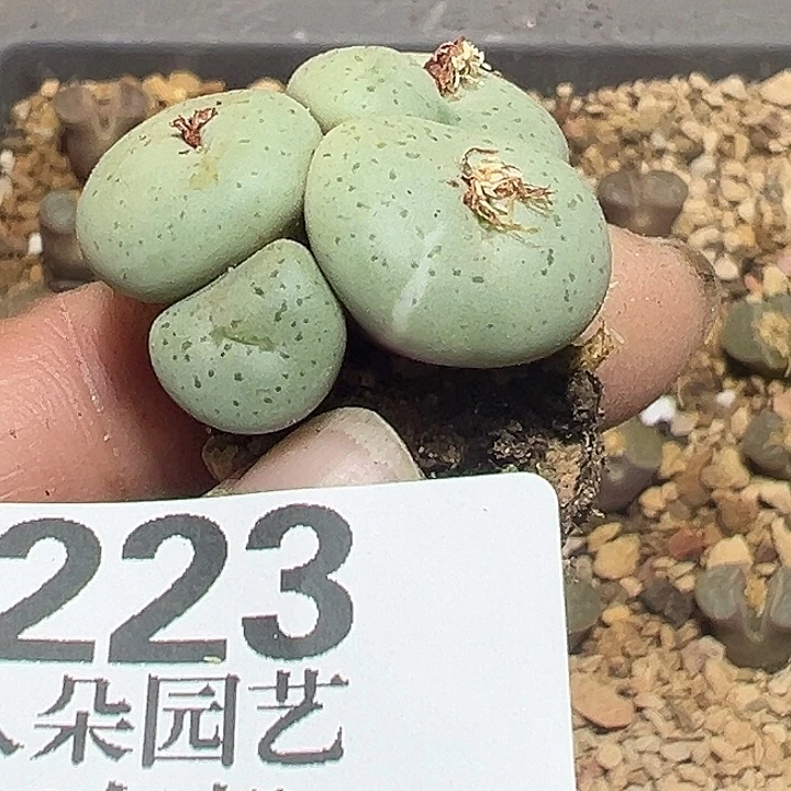 223号吕氏大饼錦多肉植物