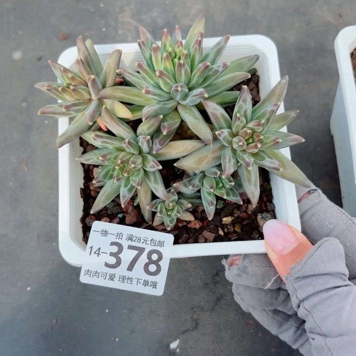 梵高美人无盆土发货无