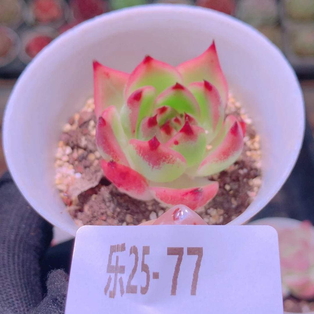 乐然25-77 蓝龙单头