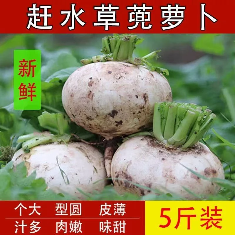 【草蔸萝卜】綦江特产赶水草蔸萝卜皮薄汁多现摘现发