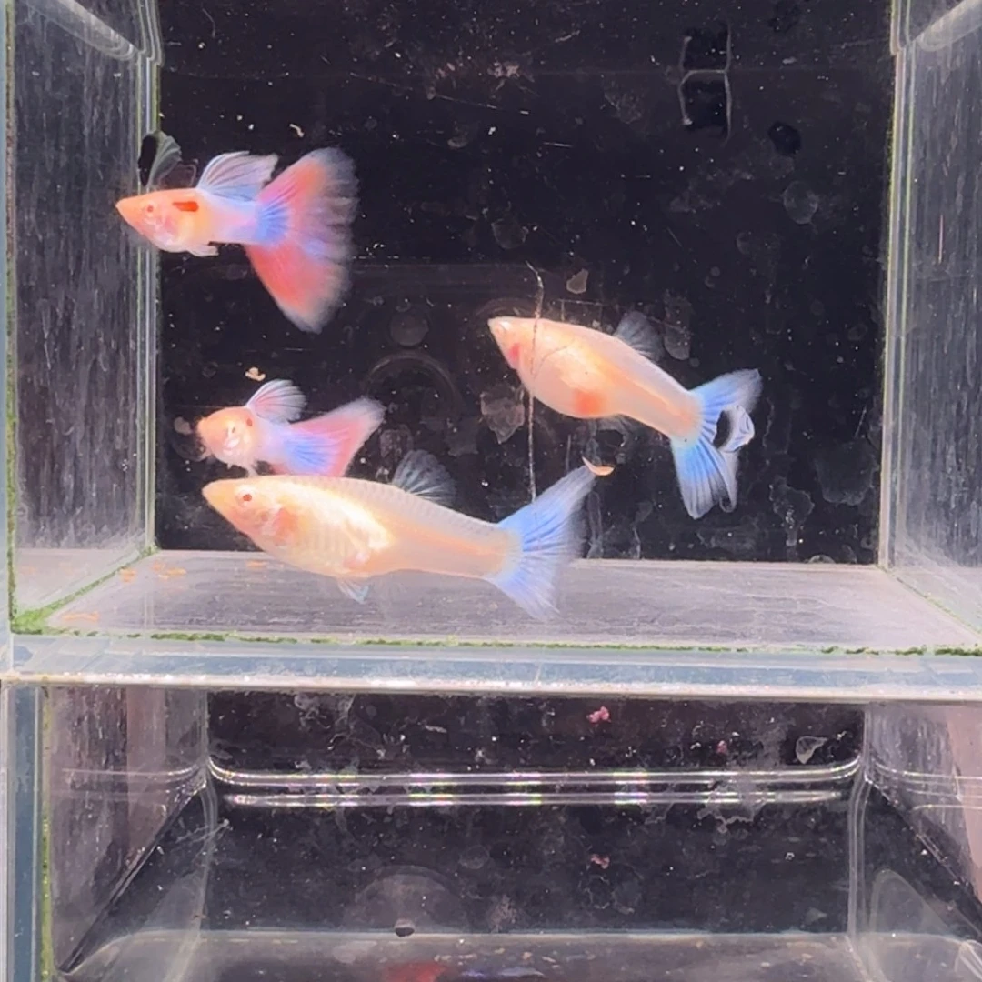 孔雀鱼天使彩虹2对