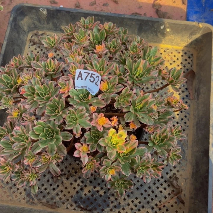 甜茶微瑕多肉植物752.