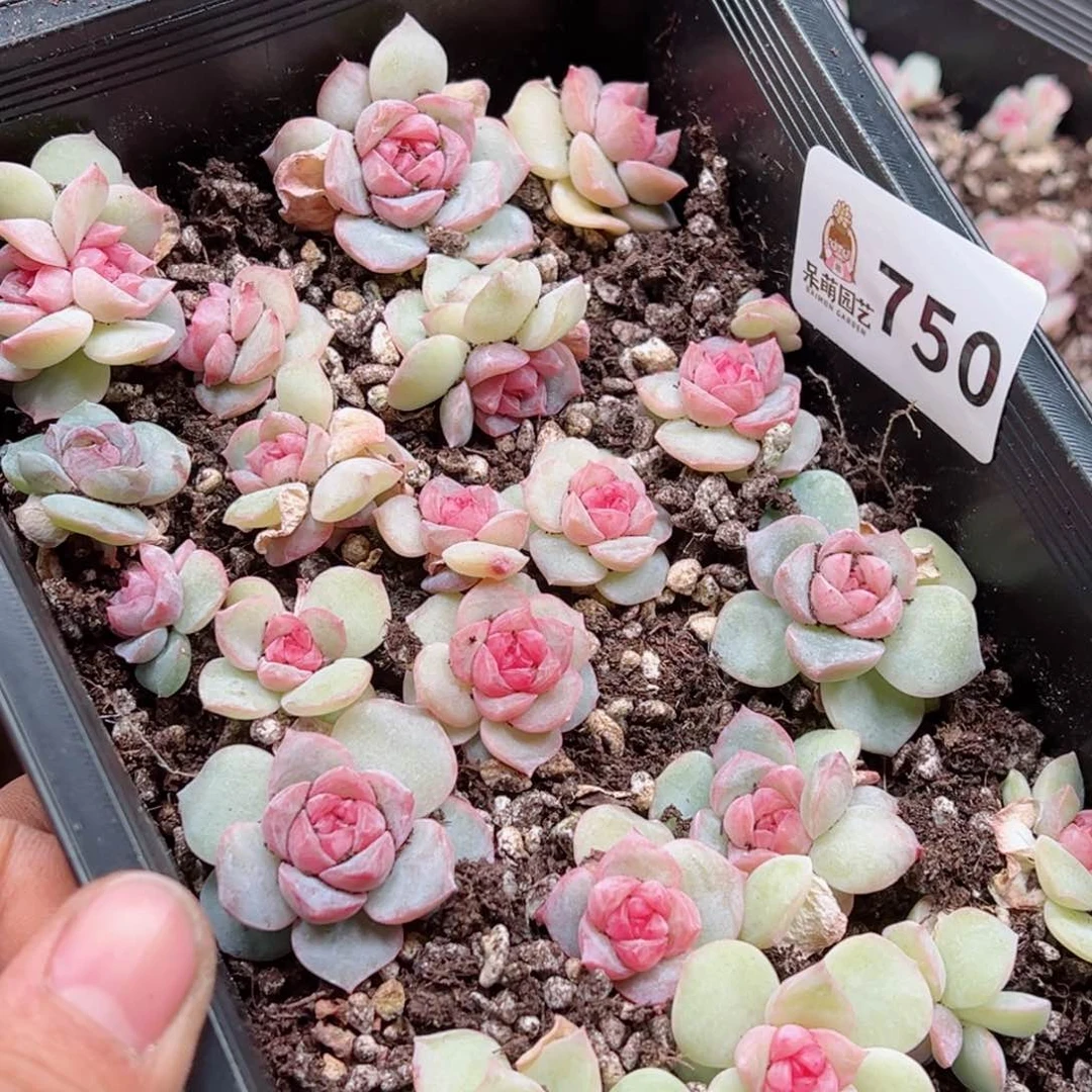 豆***宝多肉植物多肉植物