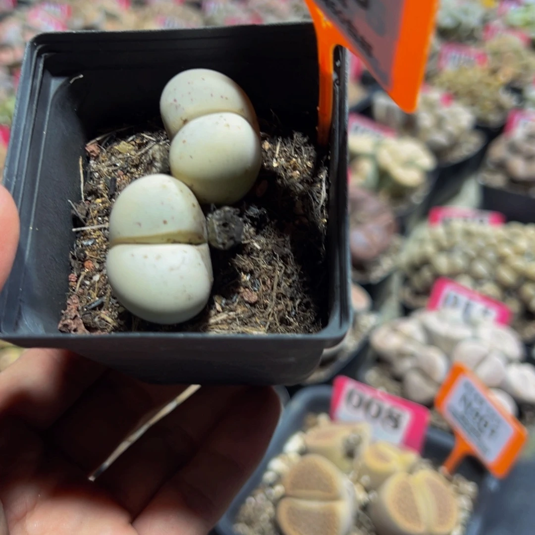 425 一物一拍，默认有伤，介意勿拍，不退不换