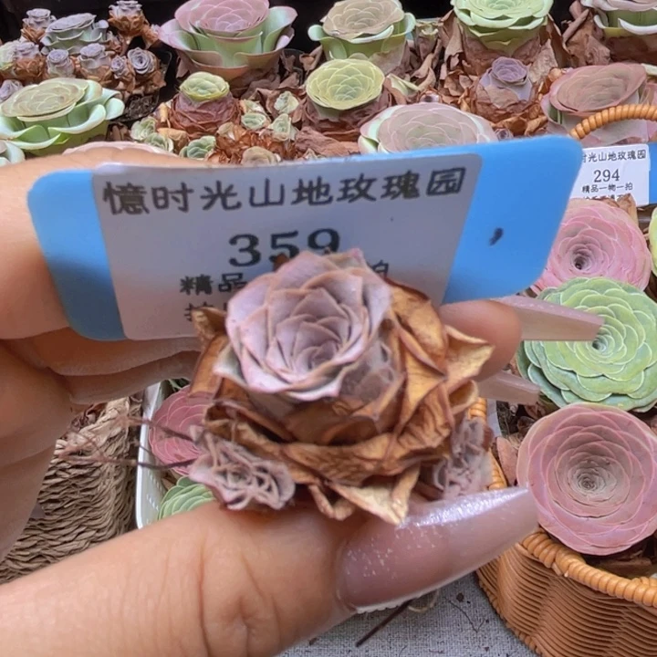 影***颖山地玫瑰359裸根发货不售后